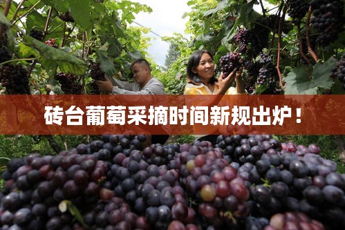 磚臺(tái)葡萄采摘時(shí)間新規(guī)出爐!