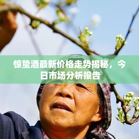 驚蟄酒最新價格走勢揭秘,今日市場分析報告