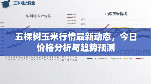 五棵樹玉米行情最新動態，今日價格分析與趨勢預測