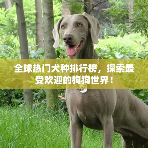 全球熱門犬種排行榜,探索最受歡迎的狗狗世界!