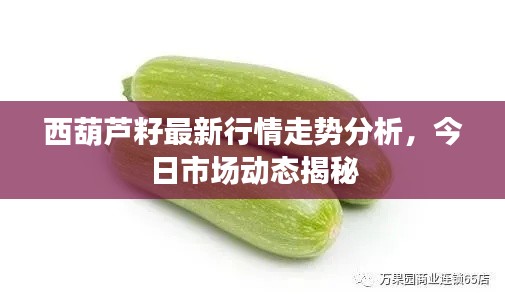 西葫蘆籽最新行情走勢分析,今日市場動態揭秘