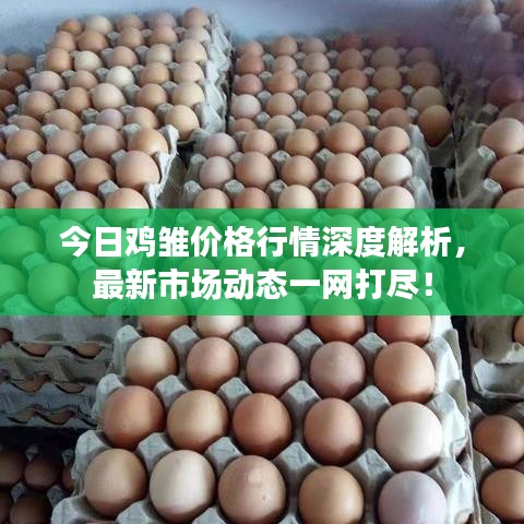 今日雞雛價格行情深度解析,最新市場動態一網打盡!