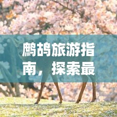 鷓鴣旅游指南,探索最佳行程,讓你的旅行更精彩!