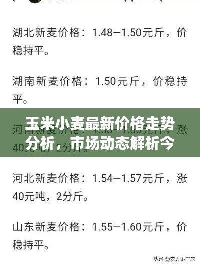 玉米小麥最新價格走勢分析,市場動態解析今日行情