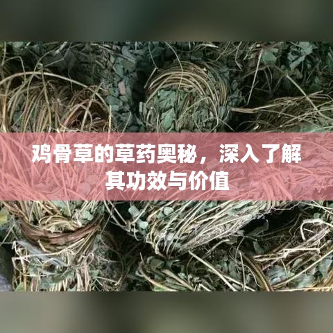 雞骨草的草藥奧秘,深入了解其功效與價值