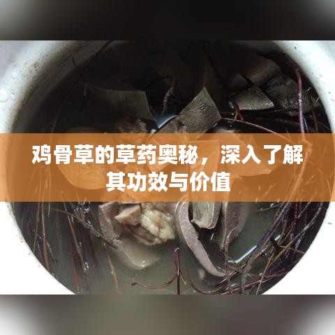 雞骨草的草藥奧秘,深入了解其功效與價值