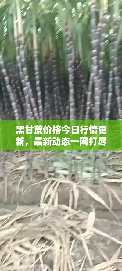 風流瀟灑 第3頁