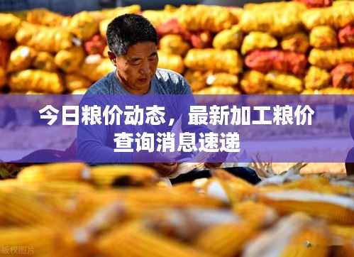 今日糧價動態,最新加工糧價查詢消息速遞