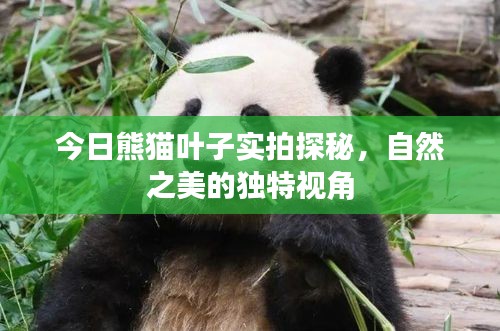 今日熊貓葉子實拍探秘,自然之美的獨特視角