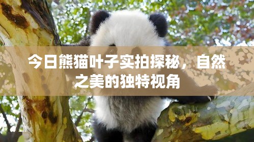 今日熊貓葉子實拍探秘,自然之美的獨特視角