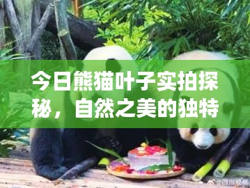 今日熊貓葉子實拍探秘,自然之美的獨特視角