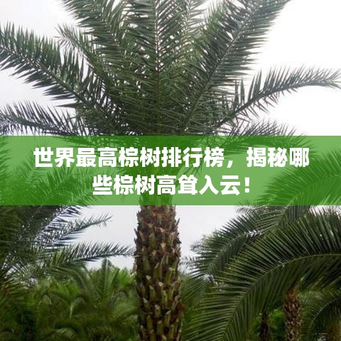 世界最高棕樹排行榜,揭秘哪些棕樹高聳入云!