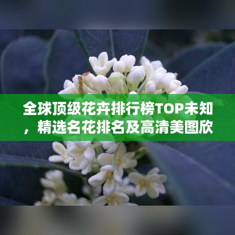 全球頂級花卉排行榜TOP未知,精選名花排名及高清美圖欣賞