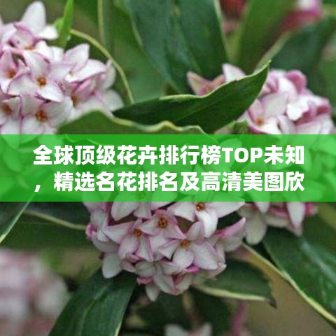 全球頂級花卉排行榜TOP未知,精選名花排名及高清美圖欣賞