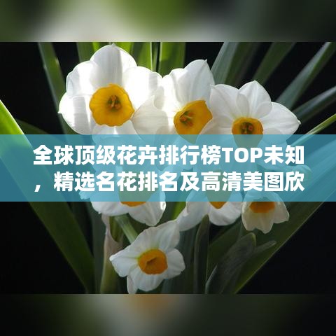 全球頂級花卉排行榜TOP未知,精選名花排名及高清美圖欣賞