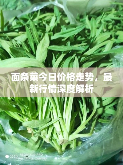 面條菜今日價格走勢,最新行情深度解析