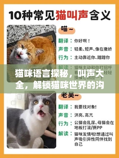 貓咪語(yǔ)言探秘,叫聲大全,解鎖貓咪世界的溝通密碼!