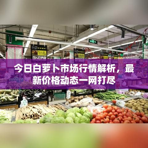 今日白蘿卜市場行情解析,最新價格動態一網打盡