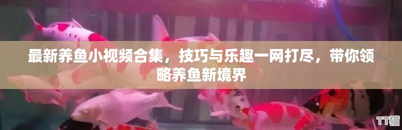 最新養魚小視頻合集,技巧與樂趣一網打盡,帶你領略養魚新境界