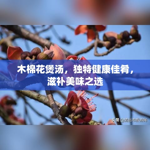 木棉花煲湯,獨特健康佳肴,滋補美味之選
