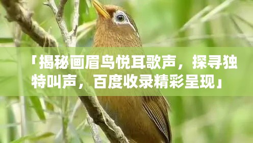 「揭秘畫眉鳥悅耳歌聲,探尋獨特叫聲,百度收錄精彩呈現」