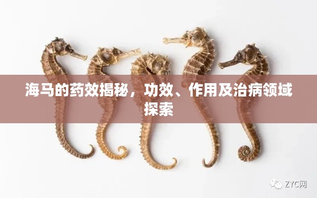 海馬的藥效揭秘,功效、作用及治病領域探索