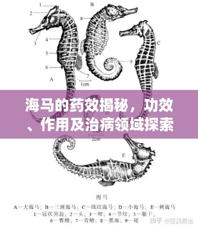 海馬的藥效揭秘,功效、作用及治病領域探索