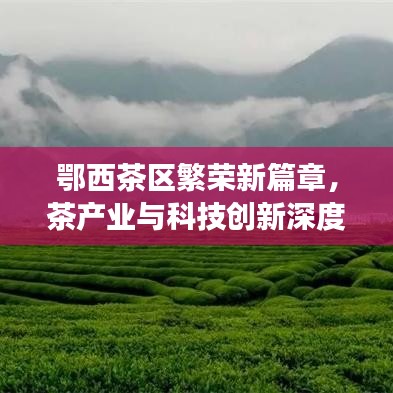鄂西茶區(qū)繁榮新篇章,茶產(chǎn)業(yè)與科技創(chuàng)新深度融合引領(lǐng)發(fā)展之路