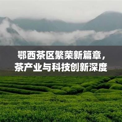 鄂西茶區(qū)繁榮新篇章,茶產(chǎn)業(yè)與科技創(chuàng)新深度融合引領(lǐng)發(fā)展之路