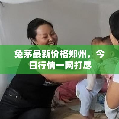 兔茅最新價格鄭州,今日行情一網打盡