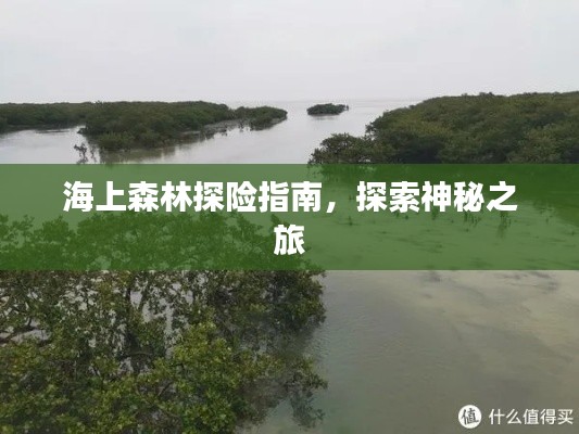 海上森林探險指南,探索神秘之旅