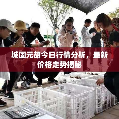 城固元胡今日行情分析,最新價格走勢揭秘
