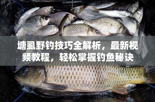 塘虱野釣技巧全解析，最新視頻教程，輕松掌握釣魚秘訣