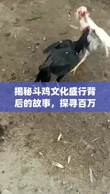 揭秘斗雞文化盛行背后的故事,探尋百萬斗雞的傳奇之旅
