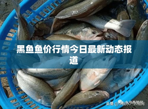 黑魚魚價行情今日最新動態報道
