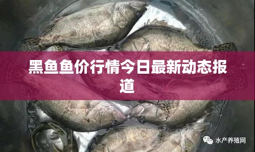 黑魚魚價行情今日最新動態報道