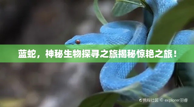藍蛇,神秘生物探尋之旅揭秘驚艷之旅!