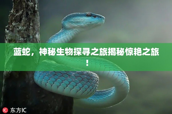 藍蛇,神秘生物探尋之旅揭秘驚艷之旅!