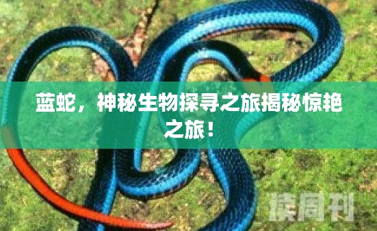 藍蛇,神秘生物探尋之旅揭秘驚艷之旅!