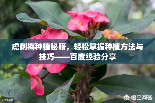 虎刺梅種植秘籍,輕松掌握種植方法與技巧——百度經驗分享