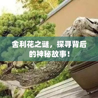 舍利花之謎,探尋背后的神秘故事!