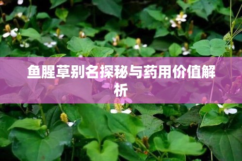 魚腥草別名探秘與藥用價值解析
