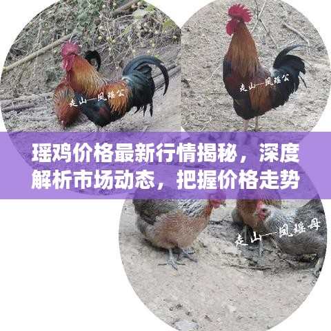 瑤雞價格最新行情揭秘,深度解析市場動態,把握價格走勢!
