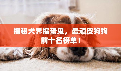 揭秘犬界搗蛋鬼，最頑皮狗狗前十名榜單！