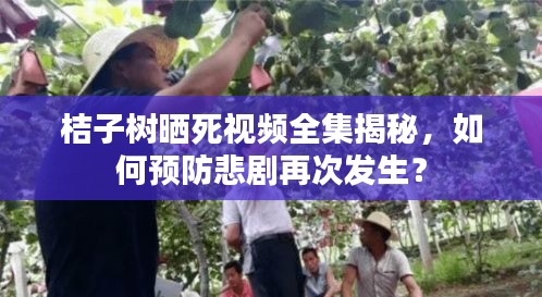 桔子樹曬死視頻全集揭秘,如何預(yù)防悲劇再次發(fā)生?