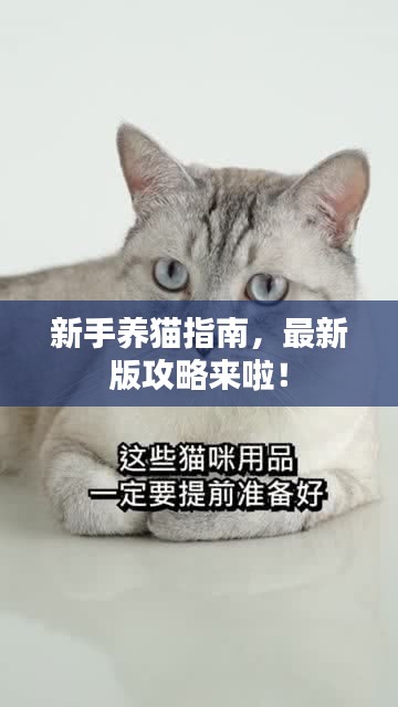 新手養(yǎng)貓指南,最新版攻略來啦!
