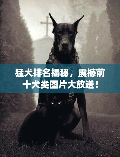 猛犬排名揭秘,震撼前十犬類圖片大放送!