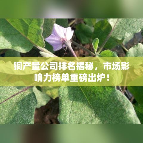 銅產(chǎn)量公司排名揭秘,市場影響力榜單重磅出爐!