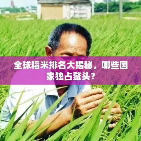 全球稻米排名大揭秘,哪些國家獨(dú)占鰲頭?