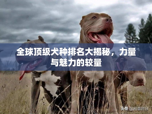 全球頂級犬種排名大揭秘,力量與魅力的較量